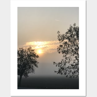 Trees in the fog during the sunset Posters and Art